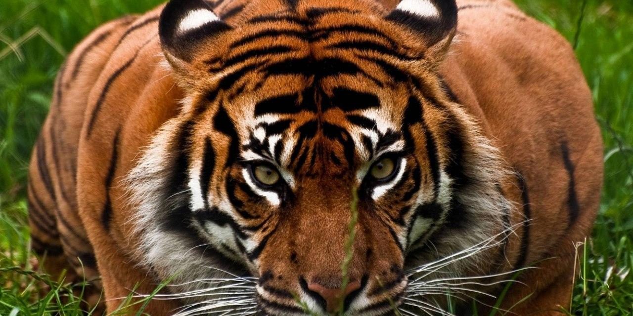 بهترین شکارچیان در طبیعت چگونه شکار میکنند؟